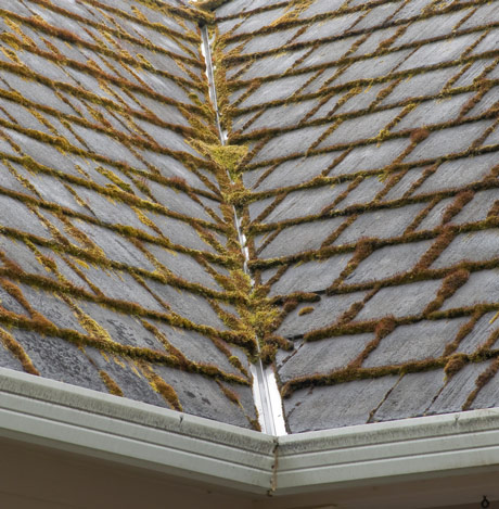 moss-on-roof.jpg